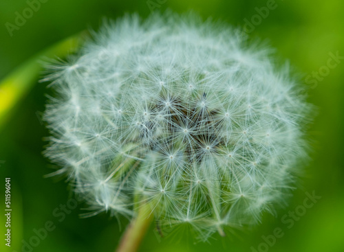 dandelion fluff are in the field in rural area  Latvia