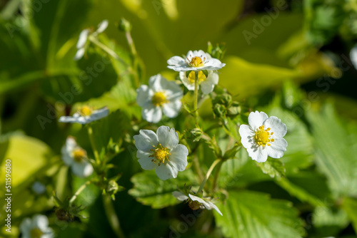 White strawberry flowers in the garden. Strawberry blossoms. Growing strawberries. Blooming strawberries in the vegetable garden close-up