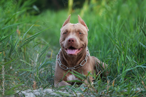 Brown American pitbull terrier dog portrait in the grass photo