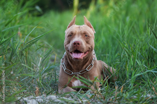 Brown American pitbull terrier dog portrait in the grass