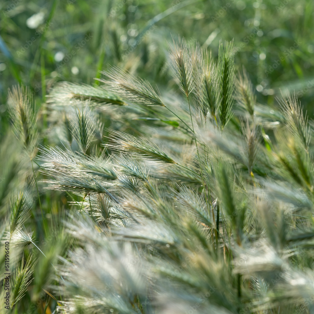 Closeup of ears of wild cereal crops at daylight sway in wind, selective soft focus. Summer landscape, blurred background. Sunlit decorative green grass. Low DOF Closeup of ears of wild cereal crops at daylight sway in wind, selective soft focus. Summer landscape, blurred background. Sunlit decorative green grass. Low DOF