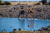 Giraffes drinking on a waterhole, etosha nationalpark, namibia, (giraffa camelopardalis)
