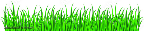 Borders of green grass. Tall green fresh grass isolated on a white background