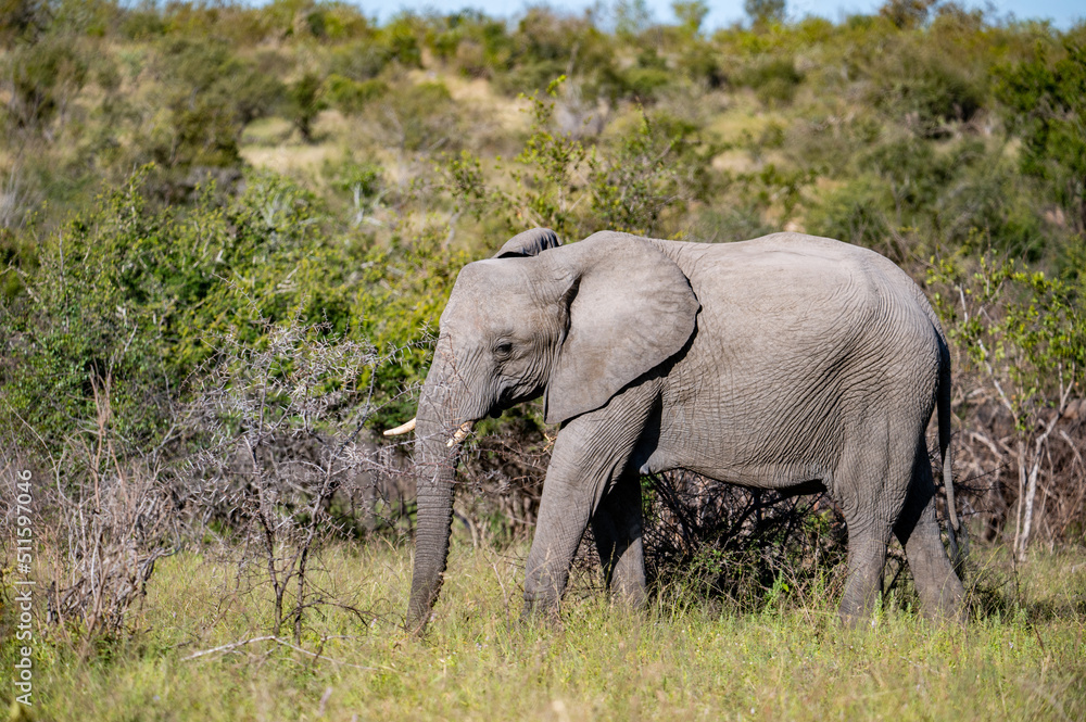 African elephant.  Kruger National Park, South Africa.