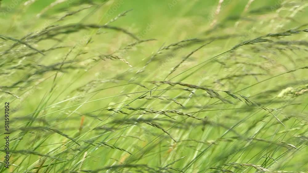 Beautiful green and tall grass grows in the meadow. The wind gently sways the grass stalks with spikelets. Summer on the lawn. Beautiful green and tall grass grows in the meadow. The wind gently sways the grass stalks with spikelets. Summer on the lawn.