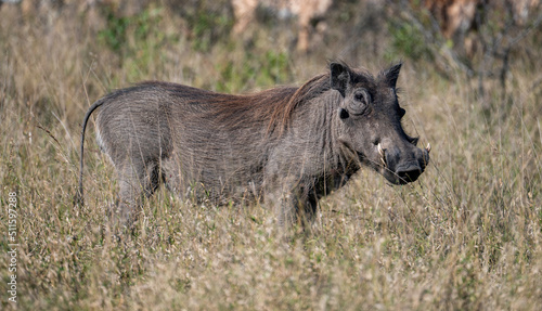 Warthog  photographed in the Kruger National Park  South Africa.