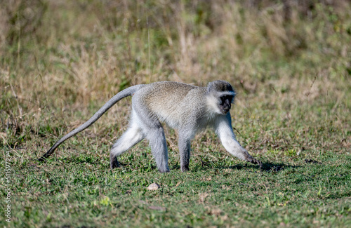 Vervet monkey strolling in the Kruger National Park  South Africa.