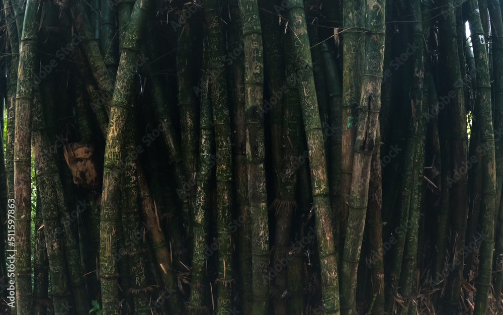 bamboo bambus dark background closeup panoramic view asian bamboo