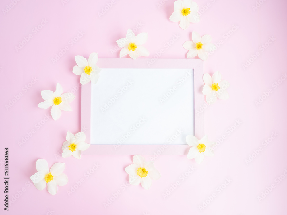 white flowers daffodils lie on a pink background around a pink blank frame. copy space