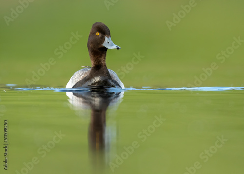 Lesser scaup (Aythya affinis), Kamloops, Canada photo