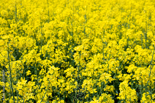Field. Yellow rapeseed field. Summer