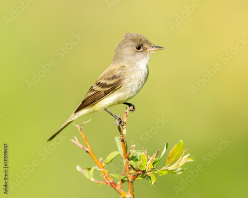 Willow Flycatcher (Empidonax traillii) perched during spring, Kamloops, Canada, North America  photo