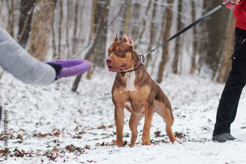 American bully xxl dog playing and posing in the winter forest