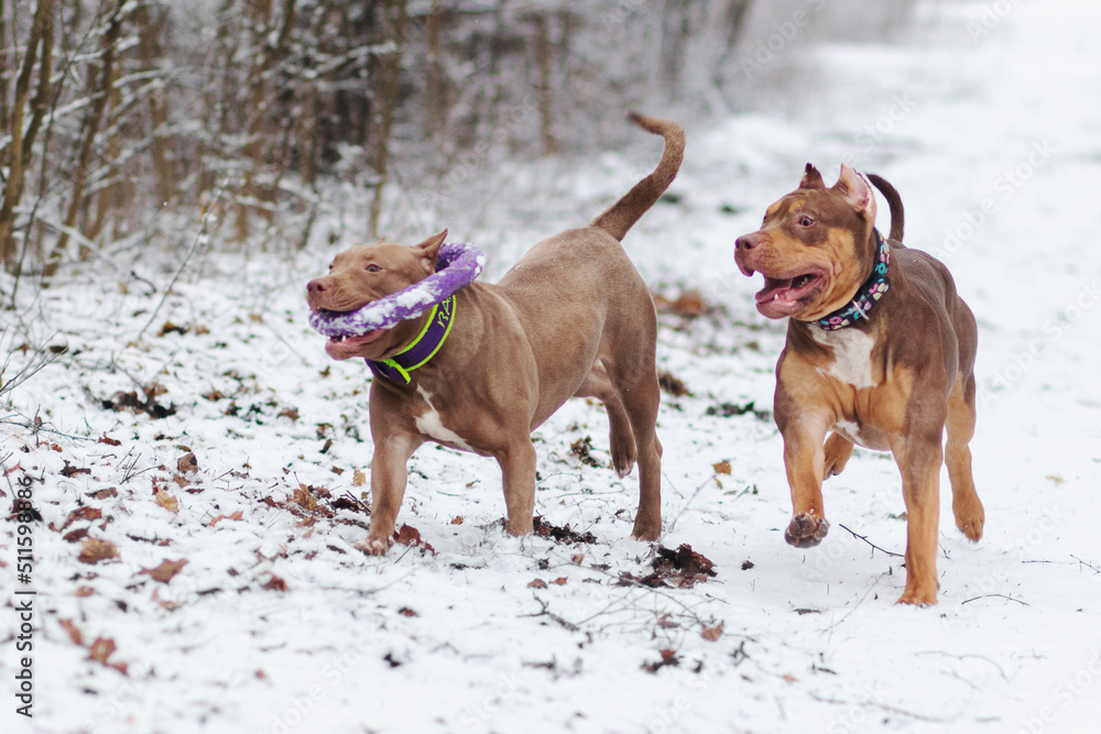 American bully xxl and American pitbull terrier dogs playing and posing in the winter forest