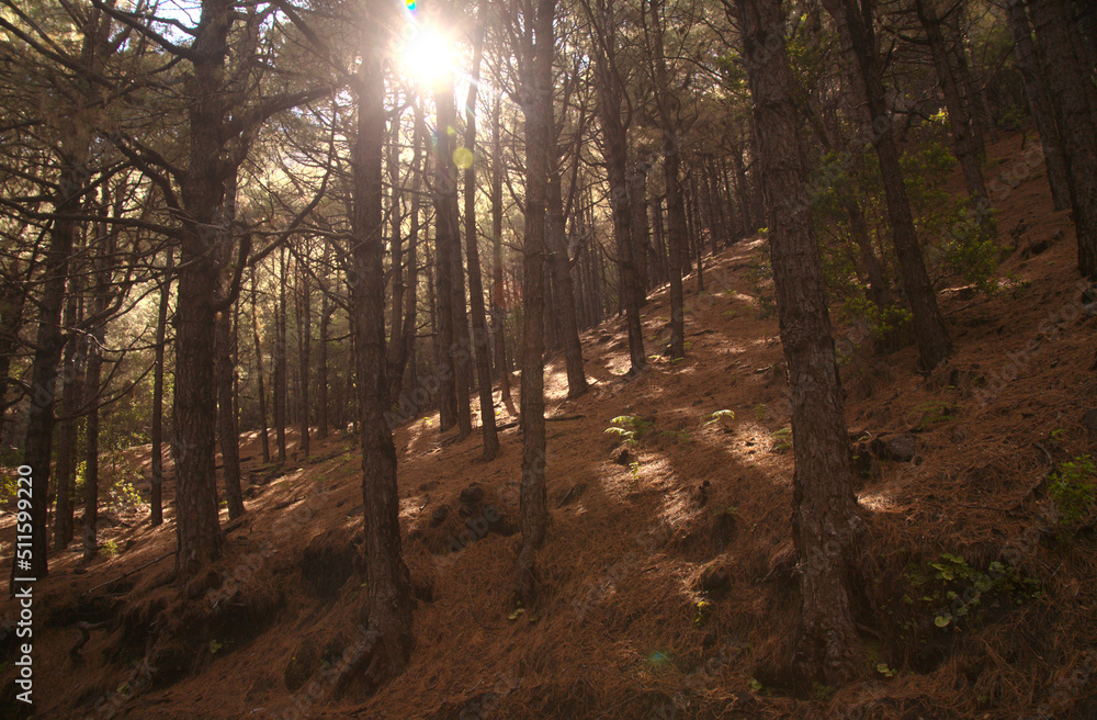 Obraz premium Flora of La Palma - Pinus canariensis, fire-resistant Canary pine, able to recuperate after wildfire, vegetative symbol of the island in various stages of fire and heat damage from volcanic eruption