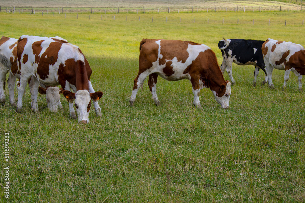 Herd of cows or cattle on fresh green field or pasture. Northern France. Herd of cows or cattle on fresh green field or pasture. Northern France.