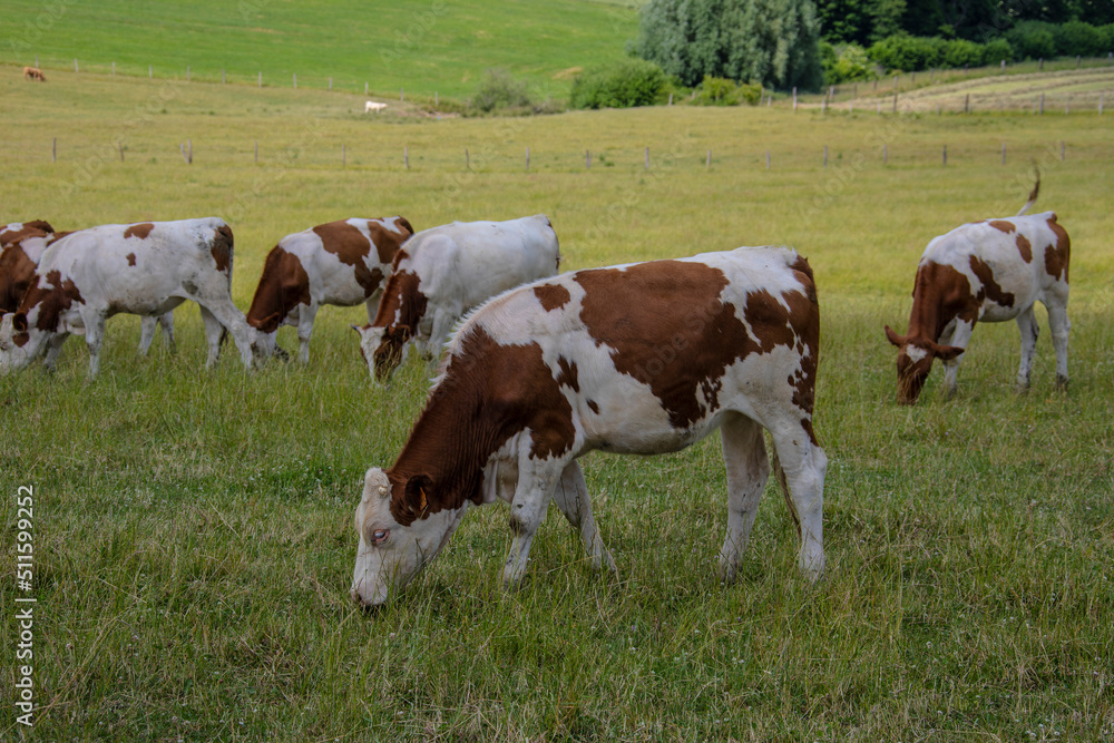 Herd of cows or cattle on fresh green field or pasture. Northern France.