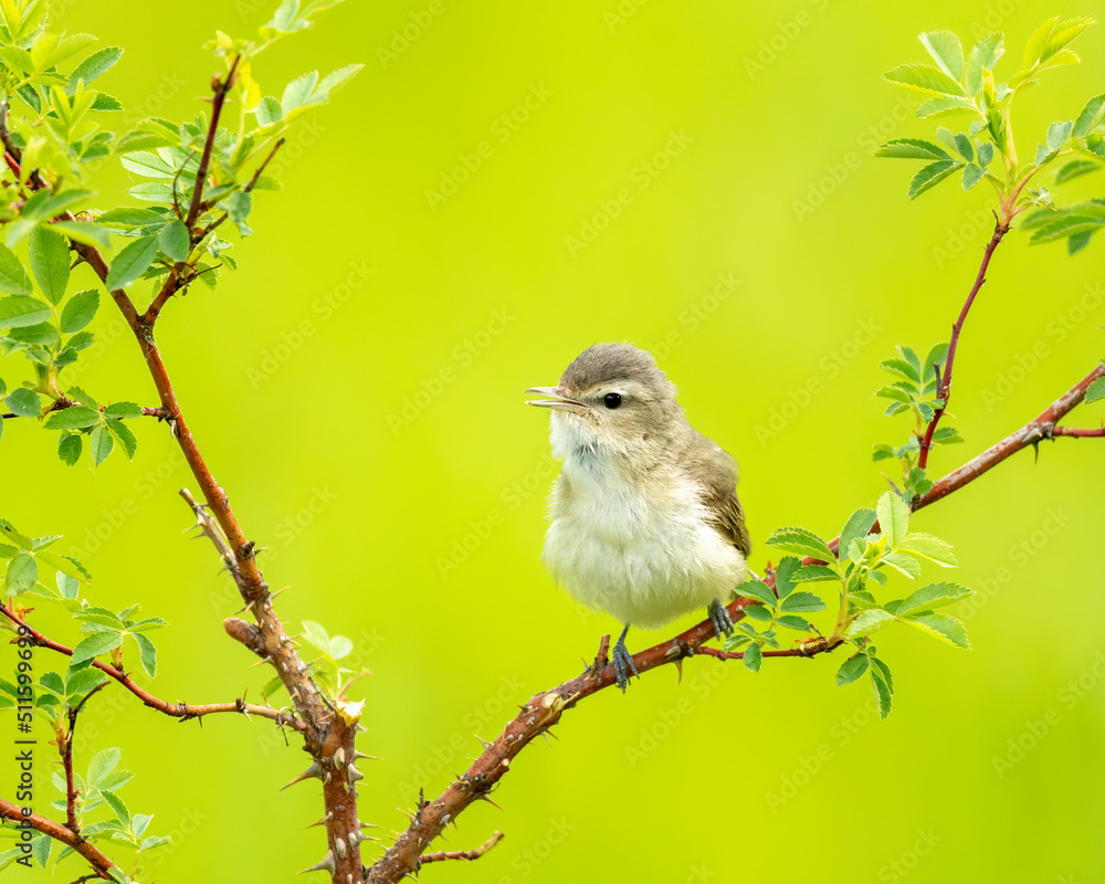 Fototapeta premium Warbling vireo (Vireo gilvus)