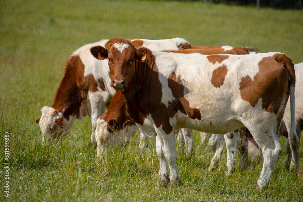 Cows grazing in pasture front view, herd of domestic cows on plain field