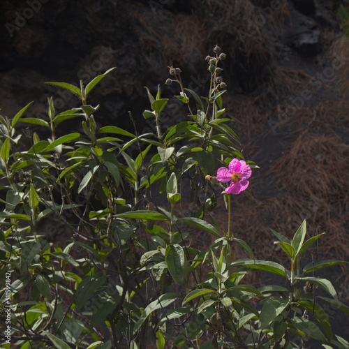 Flora of la Palma - flowering Cistus, rockrose from pink flowering clade, pyrophyte plant photo