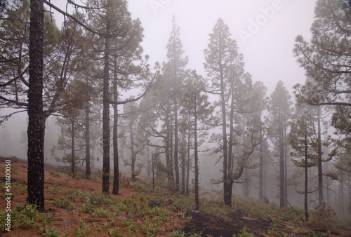 La Palma, landscapes along the long-range popular hiking route Ruta de Los Volcanes, going along the crest of the island from El Paso to Fuencaliente municipalities 