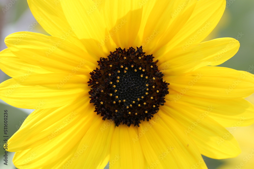 Flowers, trees and shrubs of the US Flowers, trees and shrubs of the US