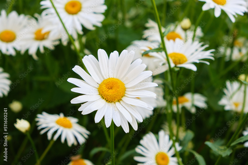 Flowers meadow chamomile, beautiful nature. Flowers meadow chamomile, beautiful nature.