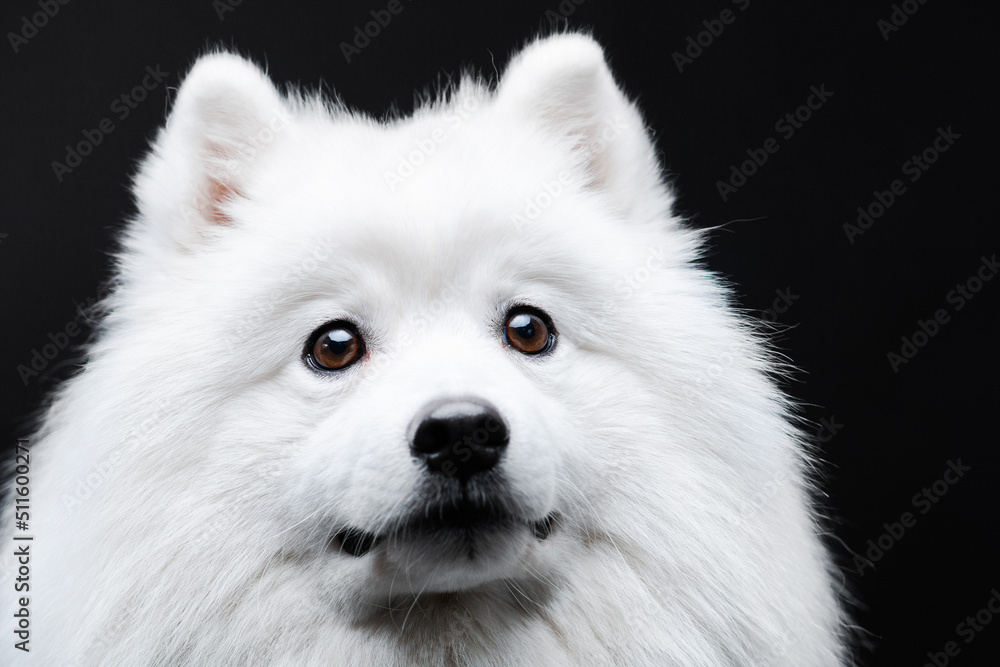 White Japanese spitz dog portrait on the isolated black background