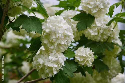 Gelder, snowball tree, Viburnum opulus f. roseum L , 