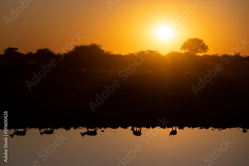 Reflection of springboks in the Okaukuejo waterhole at sunset in the Etosha National Park in Namibia Africa