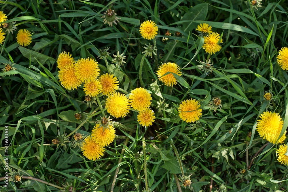 many yellow dandelion flowers in the green grass in the summer park