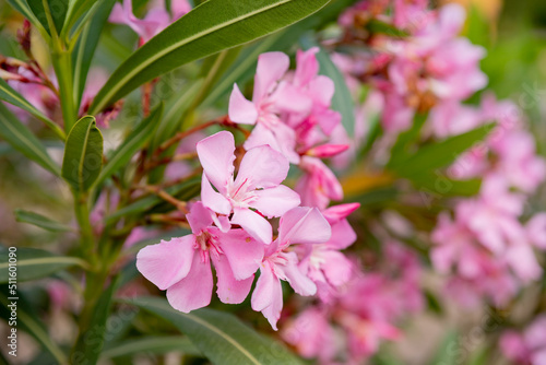 Best pink oleander flowers  Nerium oleander  bloomed in spring. Shrub small tree poisonous plant for medicine pharmacology. Pink bush is growing outside in internal yard