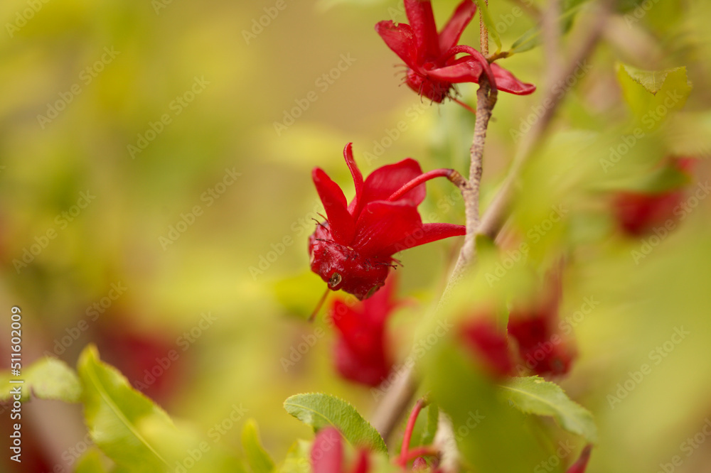 Ochna serrulata, carnival ochna flowers natural macro floral background Ochna serrulata, carnival ochna flowers natural macro floral background