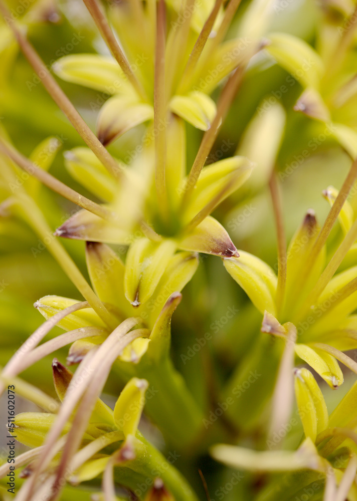 Obraz premium Closeup of green flowers of Agave attenuata, Foxtail agave, natural macro floral background 