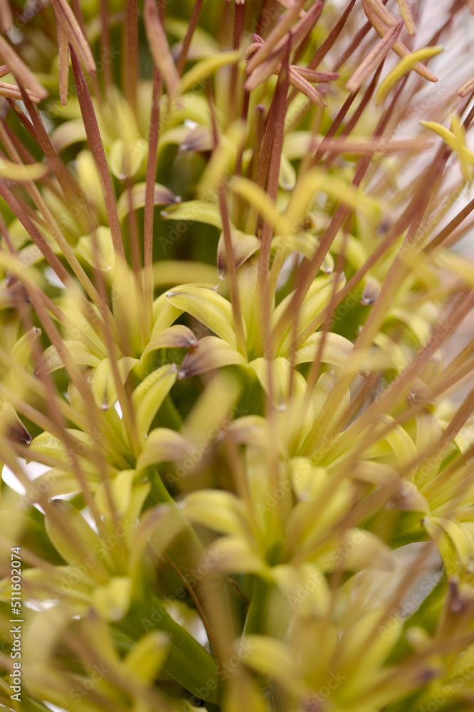 Obraz premium Closeup of green flowers of Agave attenuata, Foxtail agave, natural macro floral background 