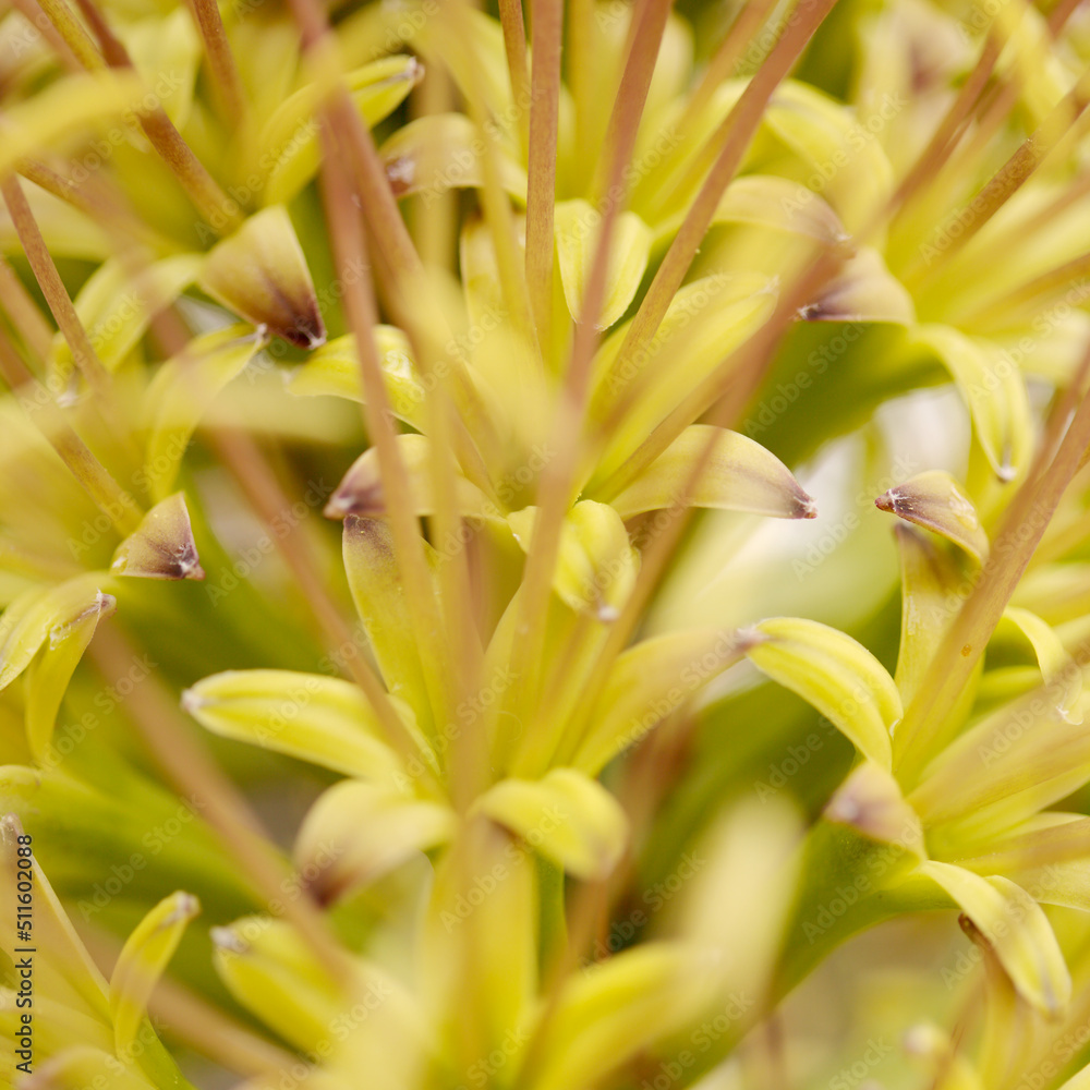 Fototapeta premium Closeup of green flowers of Agave attenuata, Foxtail agave, natural macro floral background 
