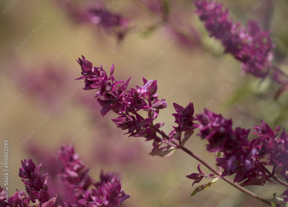 Flora of Gran Canaria - Salvia canariensis, Canary Island sage natural macro floral background
Flora of Gran Canaria - Salvia canariensis, Canary Island sage natural macro floral background