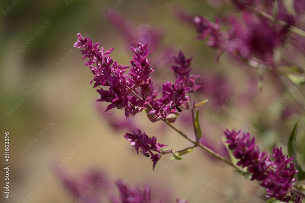 Fototapeta premium Flora of Gran Canaria - Salvia canariensis, Canary Island sage natural macro floral background 