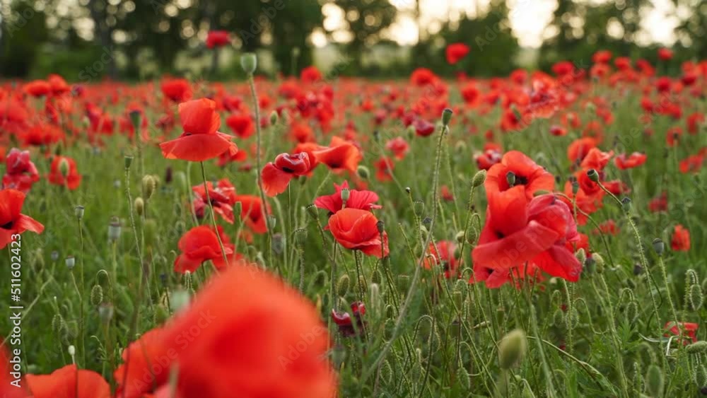 Camera moves between the flowers of red poppies. Poppy as a remembrance symbol and commemoration of the victims of World War. Flying over a flowering opium field on sunset. Slow motion forward moving. Camera moves between the flowers of red poppies. Poppy as a remembrance symbol and commemoration of the victims of World War. Flying over a flowering opium field on sunset. Slow motion forward moving.