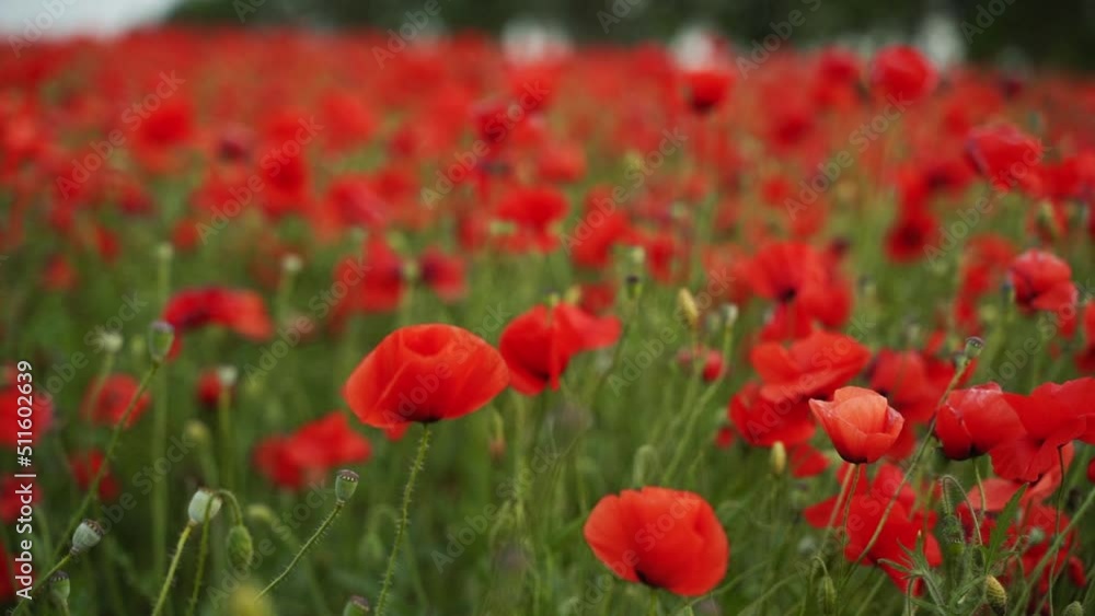 Camera moves between the flowers of red poppies. Poppy as a remembrance symbol and commemoration of the victims of World War. Flying over a flowering opium field on sunset. Slow motion to the left. Camera moves between the flowers of red poppies. Poppy as a remembrance symbol and commemoration of the victims of World War. Flying over a flowering opium field on sunset. Slow motion to the left.