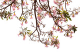 Tabebuia heterophylla, pink trumpet tree, flowering branches isolated on white background
