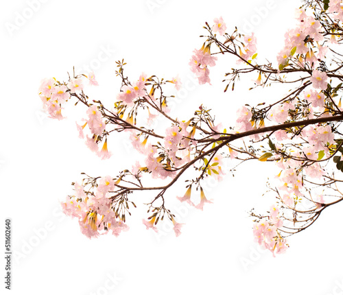 Tabebuia heterophylla  pink trumpet tree  flowering branches isolated on white background 