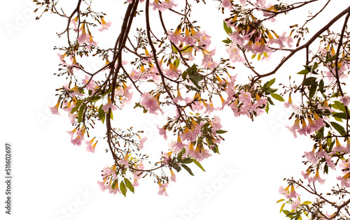 Fototapeta Naklejka Na Ścianę i Meble -  Tabebuia heterophylla, pink trumpet tree, flowering branches isolated on white background
