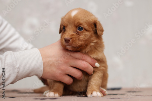 Cute small duck tolling retriever roller dog puppies