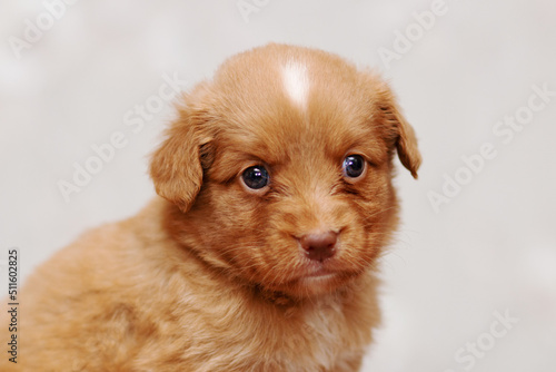 Cute small duck tolling retriever roller dog puppies