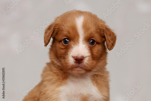 Cute small duck tolling retriever roller dog puppies