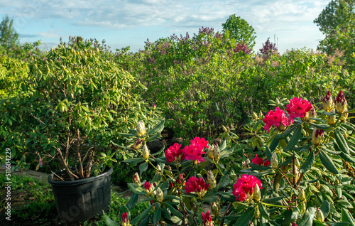 Amazing red Rhododendrin bushes -  potted  plants in  large pots