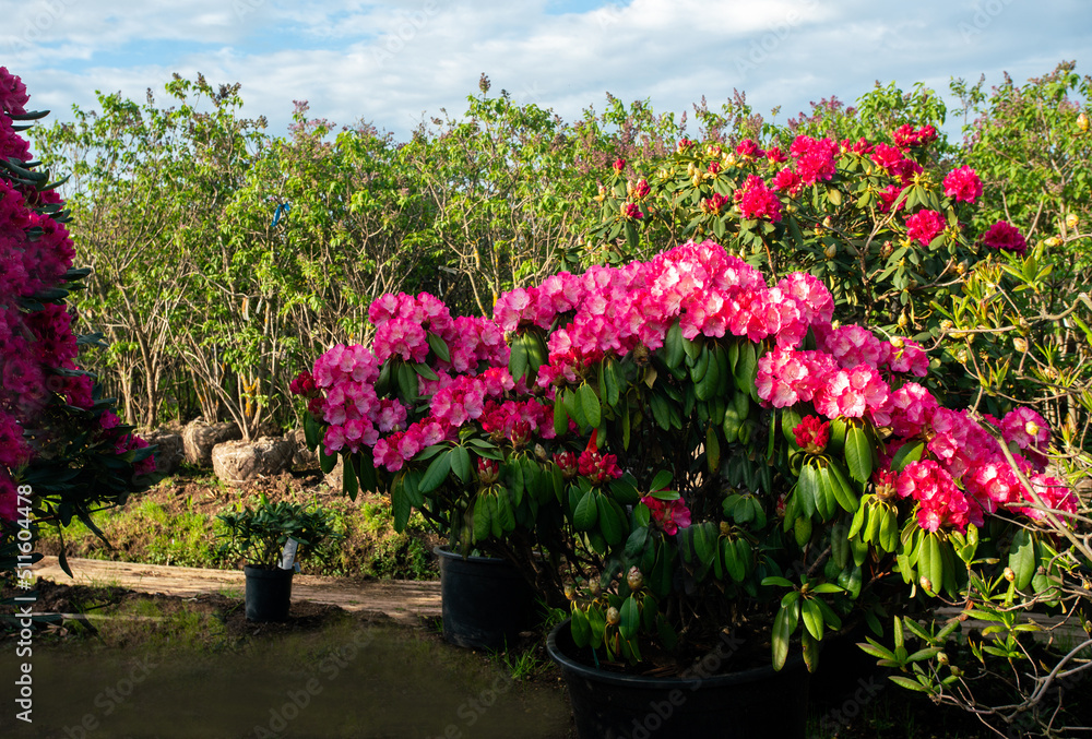 Amazing red and pink Rhododendron (azalea) bushes -  potted  plants in  large pots for sale
