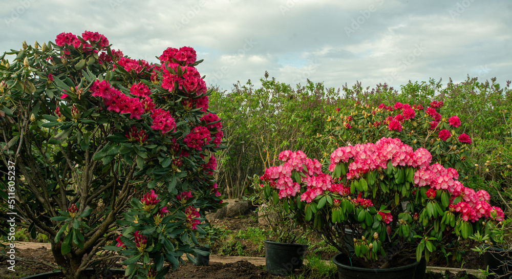 Amazing pink and red Rhododendrin bushes -  potted  plants in  large pots in plant nursery