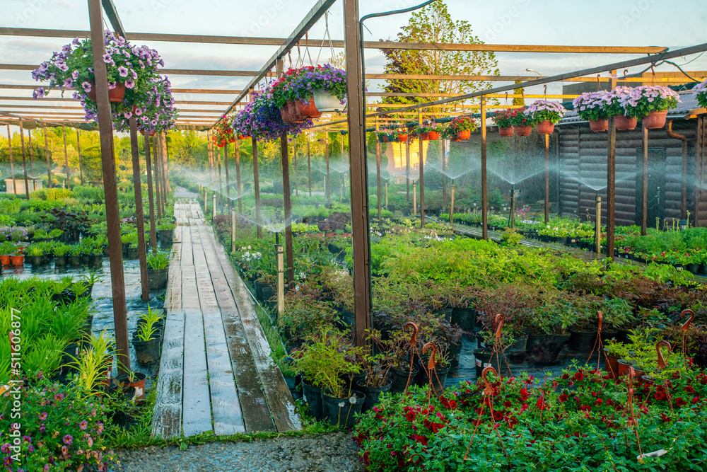 Amazing  small potted plants in nursery  in Moscow oblast   -   now   sunset and watering